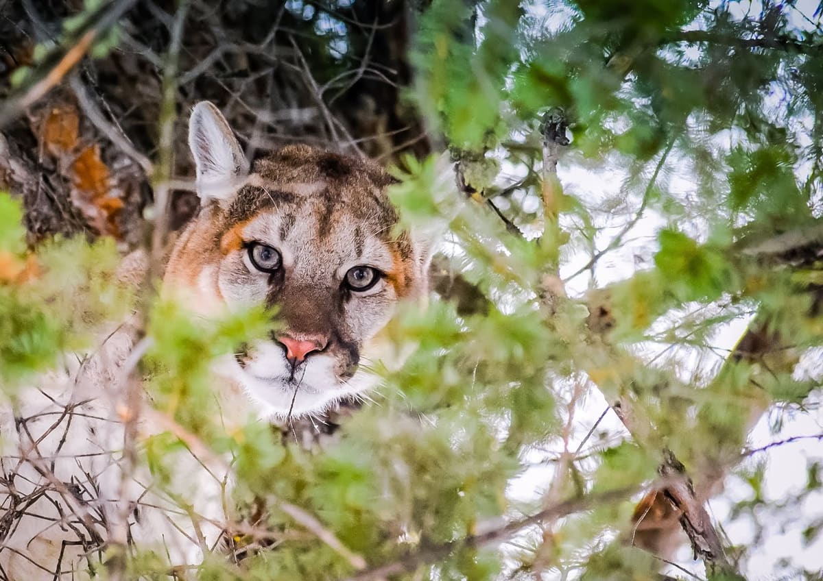The Beautiful Cougar Waits